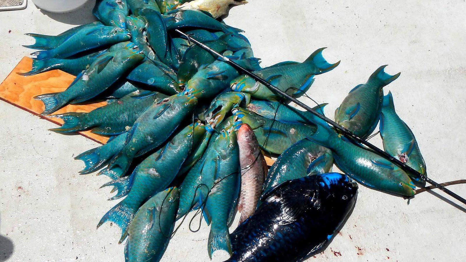 Economy of Bermuda Fish Fish Choices