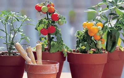 cara menanam tomat di polybag