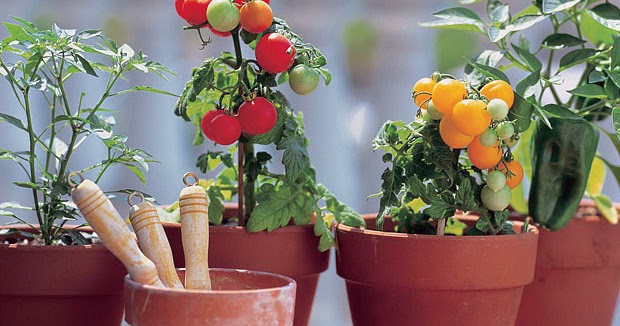 cara budidaya tomat dalam pot