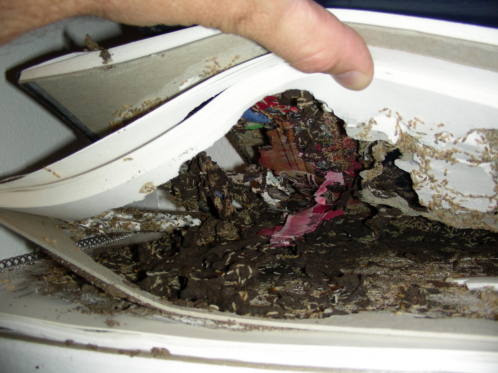 Big Al the Bugman Subterranean termites eating some books