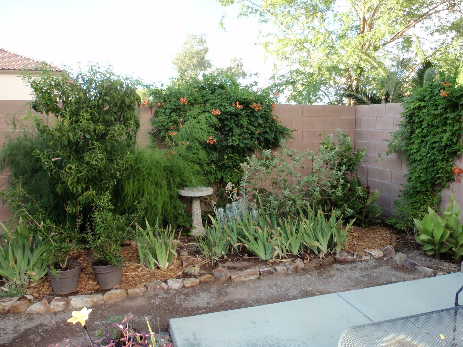 Fruit Trees Las Vegas