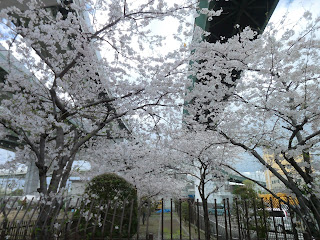 大阪臨港線跡の桜