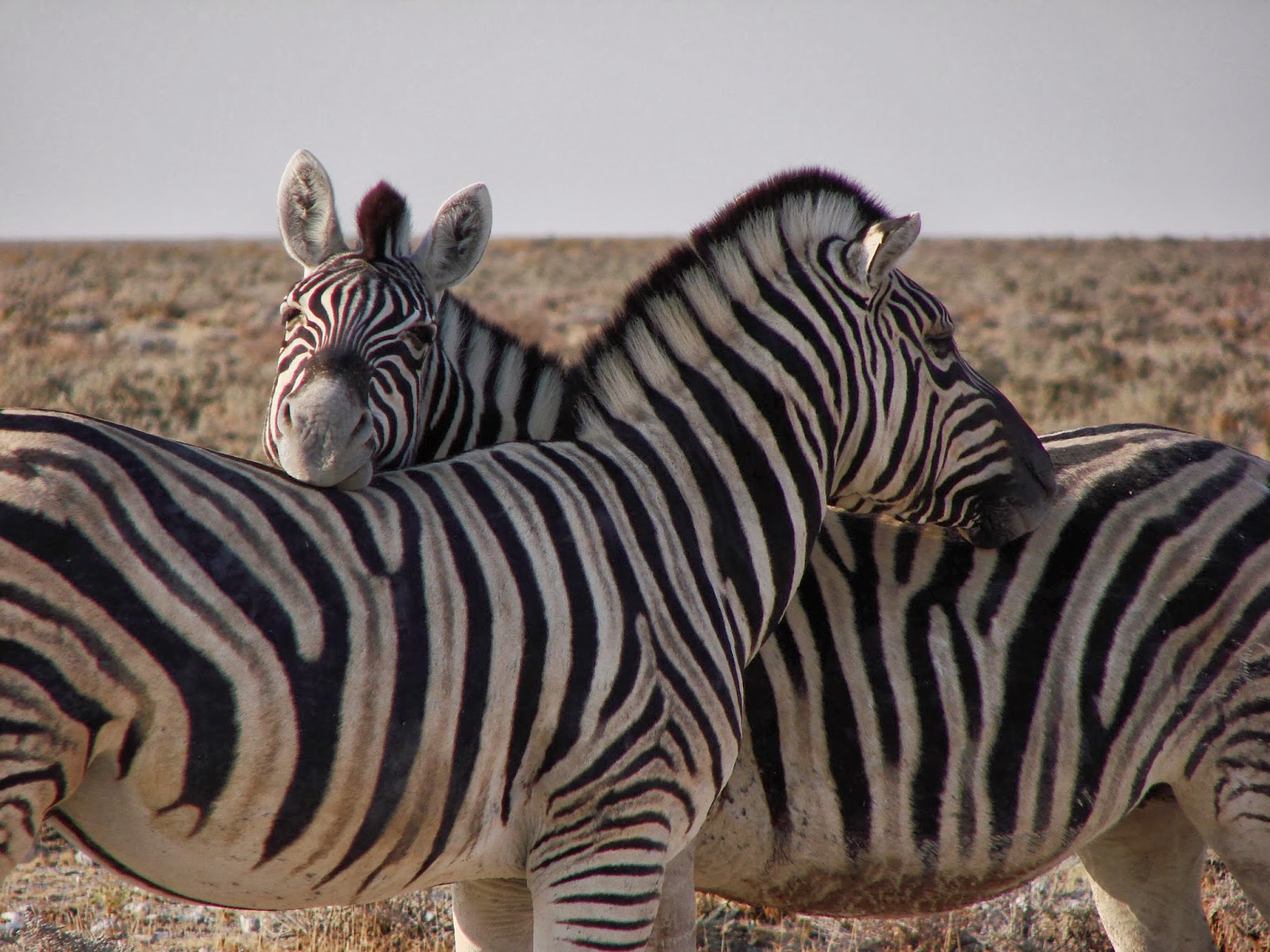 Animal funds. Зебра. Милые зебры. Зебра бежит. Зебра красивые фото.