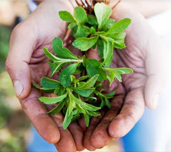 SUERTECIK: agosto 2013