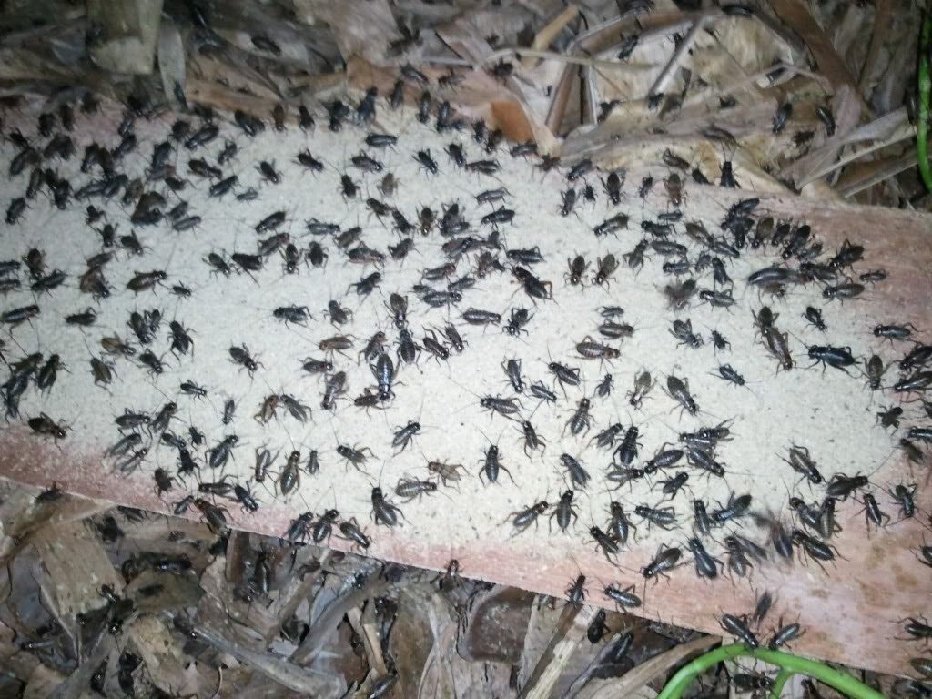 Media Pembesaran Jangkrik Antara Klaras Atau Eggtray Part 1