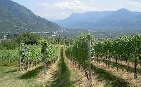 Vineyards in the Alto Adige