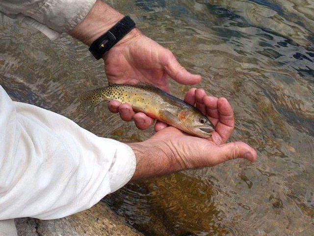 Colorado cutthroat trout