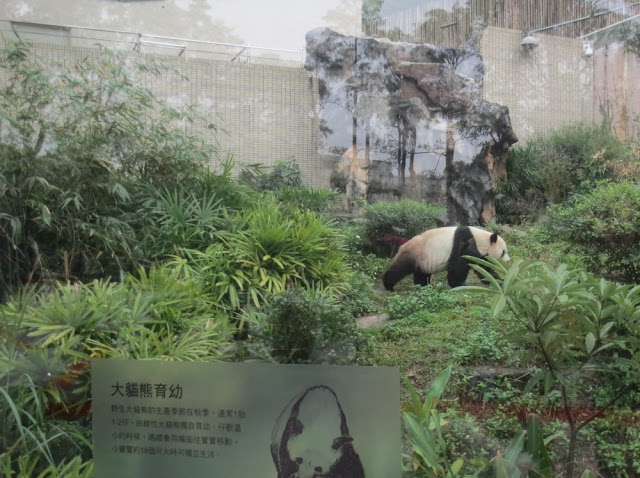 Taipei Zoo - Panda Außengehege Taipei Zoo - Panda Außengehege