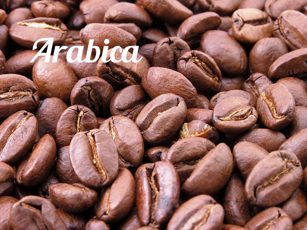 Sejarah Lengkap Kopi Arabica dan Robusta