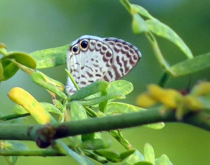 Birdernaturalist: Jamaican Butterflies
