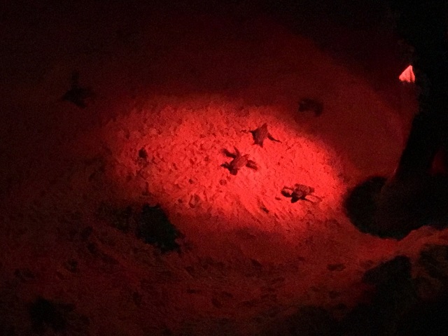 A once in a lifetime vacation was not complete without a once in a lifetime experience, watching baby leatherback turtles hatch and make their way to the ocean.