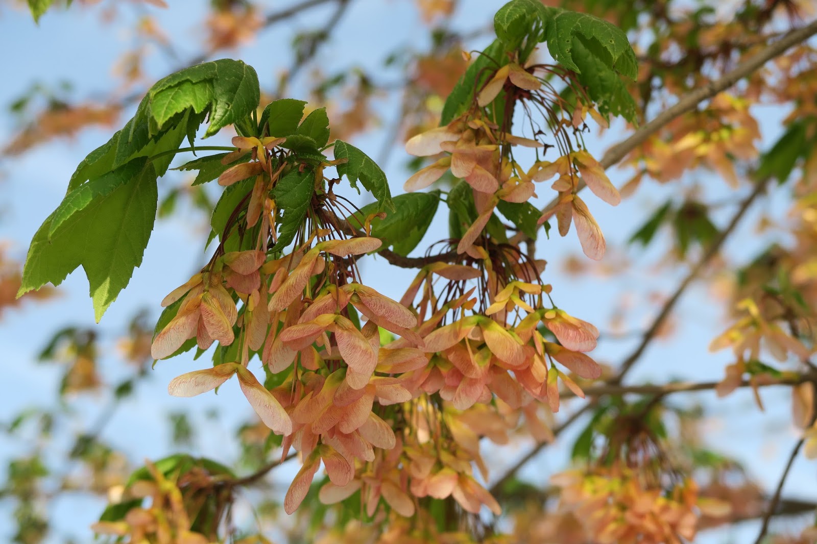 moopossum in Maryland Helicopter trees all ready to go
