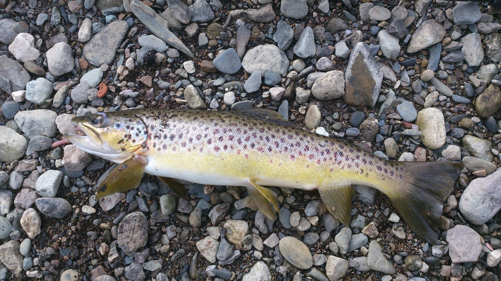 Yorkshire Fly Fisher
