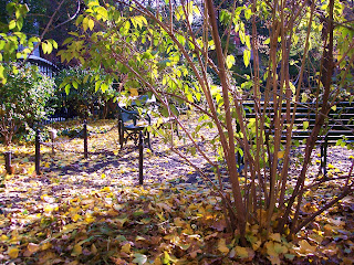 Gramercy Park, autumn leaves
