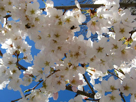 Bees feeding in white Prunus serrulata Japanese flowering cherry blooms by garden muses: a Toronto gardening  blog 