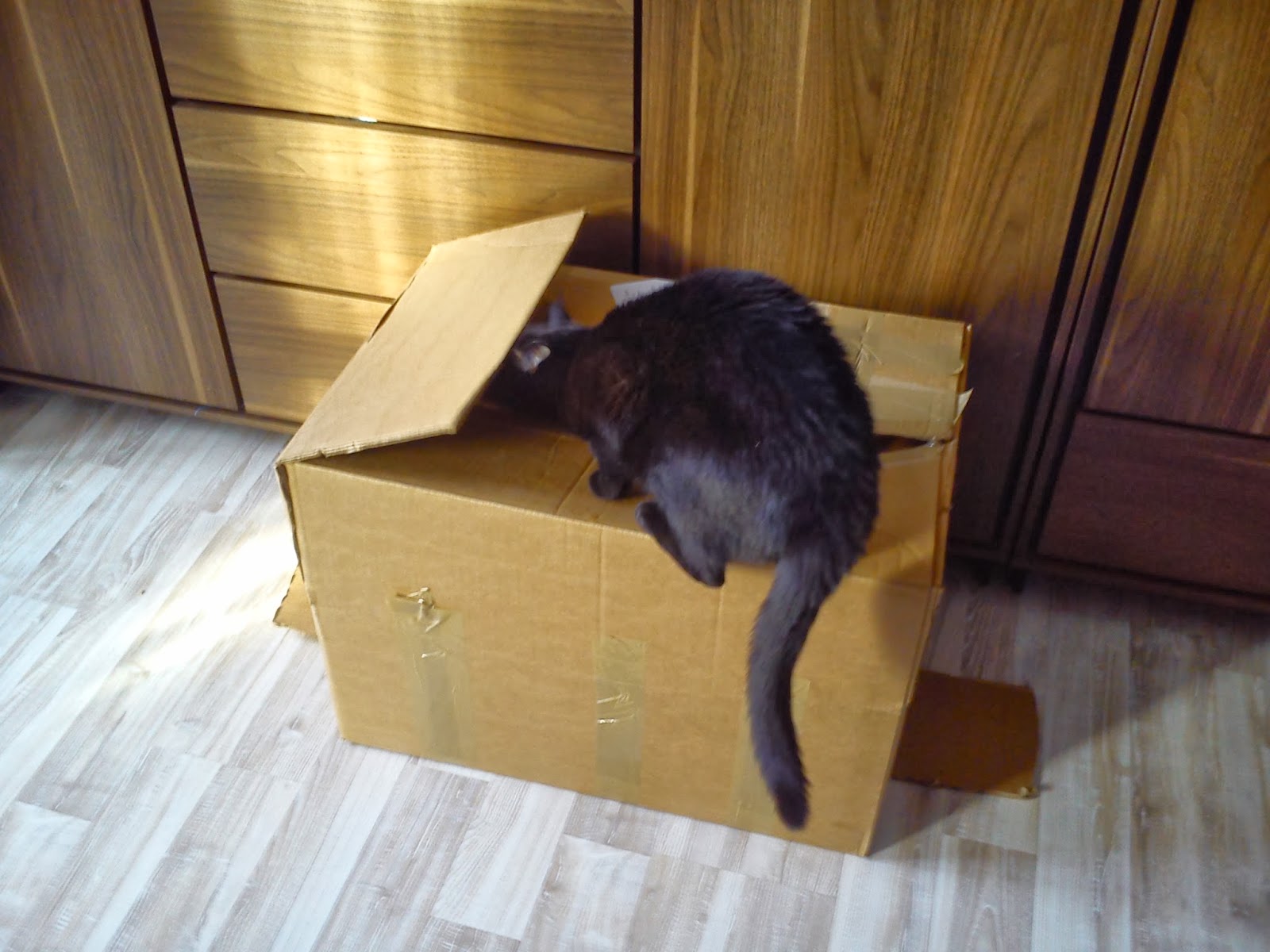 A kiedy kot się nudzi... ⋆ Z kotem pod jednym dachem