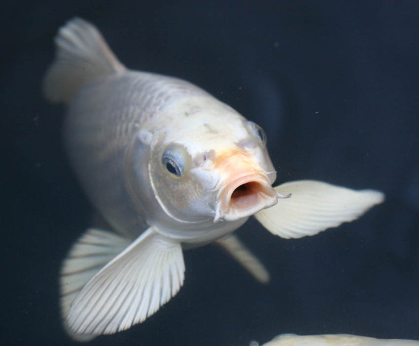 Make Your Own Koi Fish Food Make Your Own Koi Fish Food