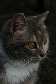 kucing yang sakit membuat mereka gelisah dan sakit kronis cenderung memicu mereka pergi dari rumah