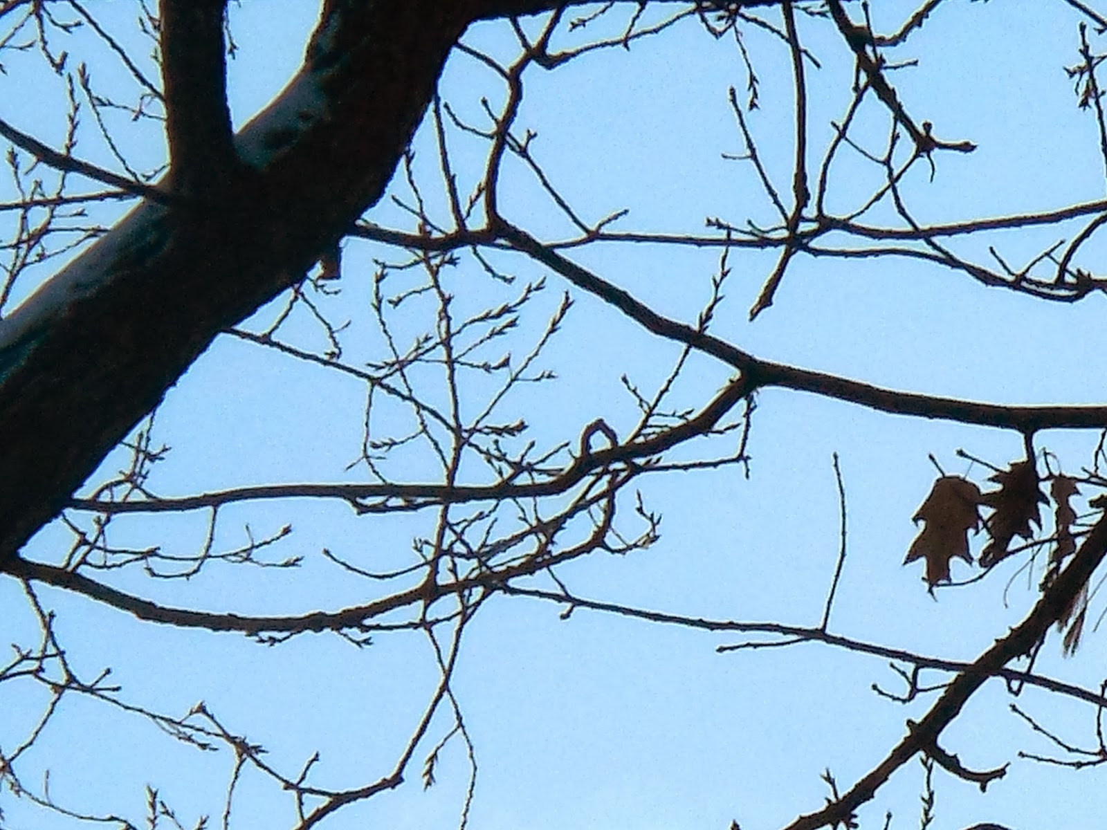 Art's Bayfield Almanac BAYFIELD COTTONWOOD TREES IN WINTER