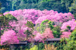 ของโบราณ: Sakura Flower in Thailand : พญาเสือโคร่ง ดอกซากุระเมืองไทย :ขุนช่างเคี่ยน จ เชียงใหม่