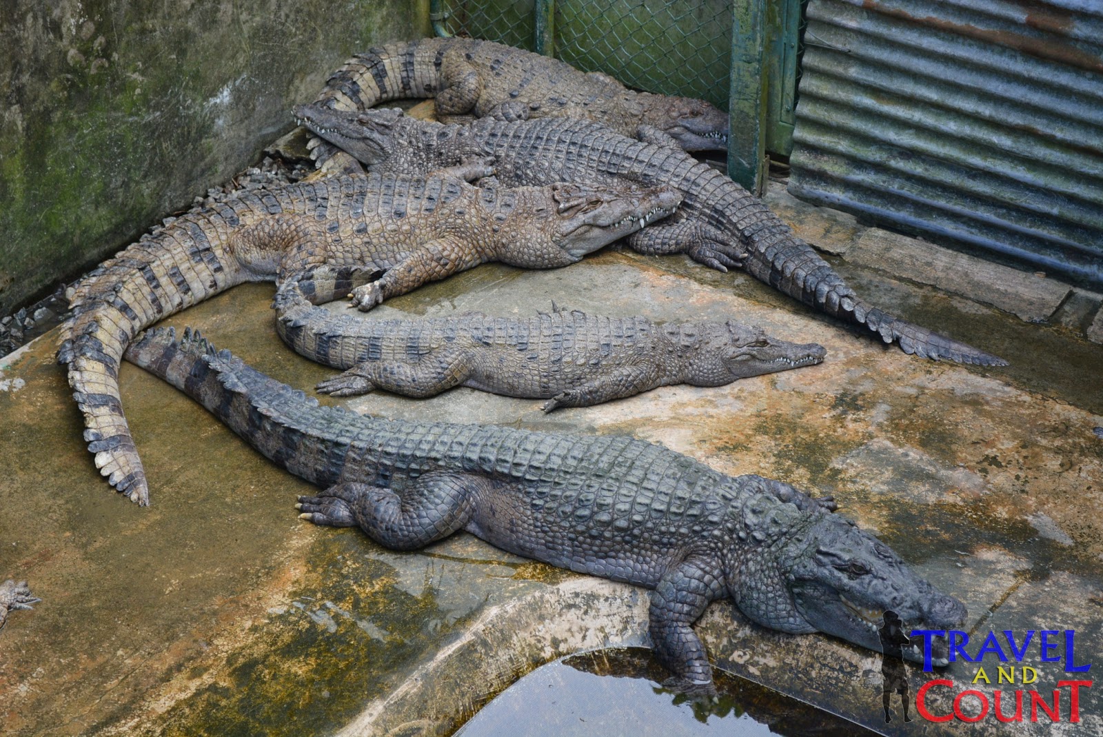 Схватки крокодилов. Анаконда заглатывает крокодила.