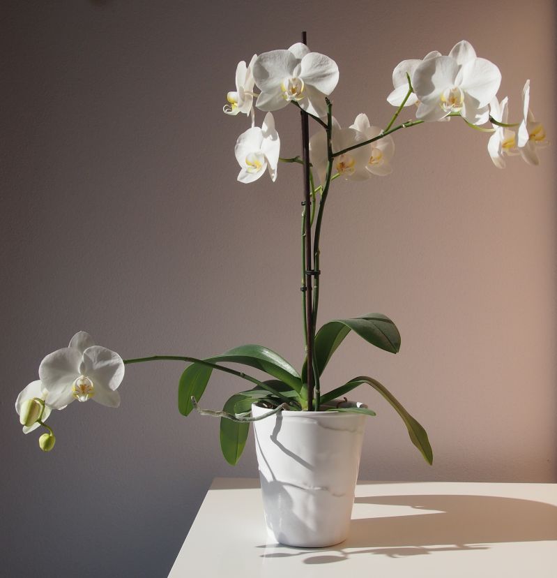 Orchideen-ganzjaehrige-fruehlingsfrische-im-ganzen-haus