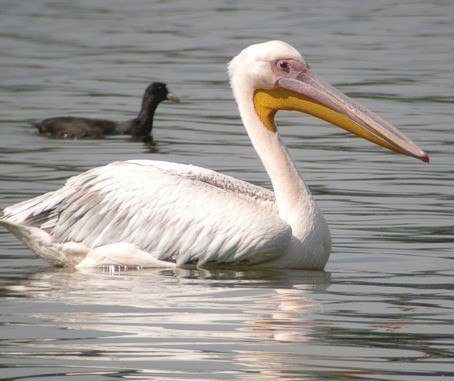 Pelicano-Branco-Americano e Pelicano-Pardo