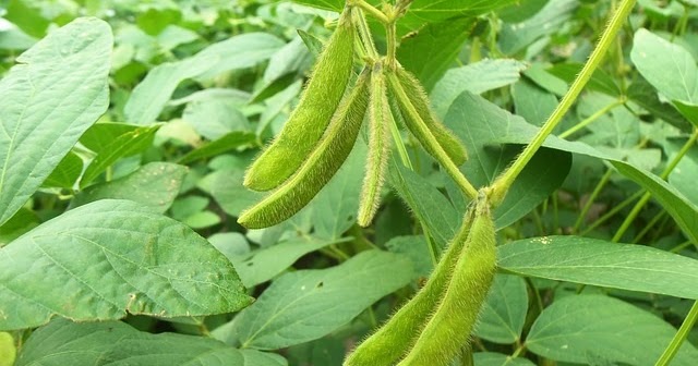 Hama Penganggu Tanaman Kedelai Dan Pengendaliannya