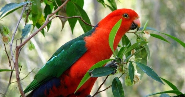40++ Harga burung nuri ambon terbaru