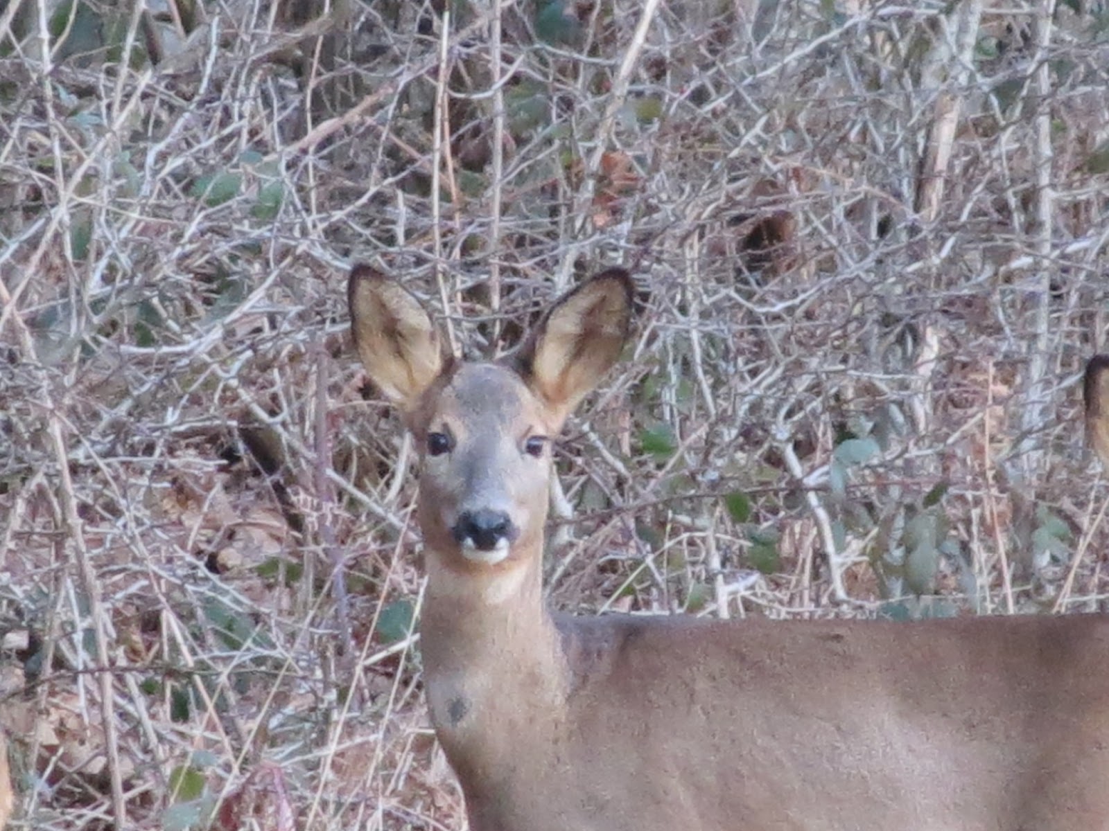 My Rural French Life My favourite wildlife...Deer..