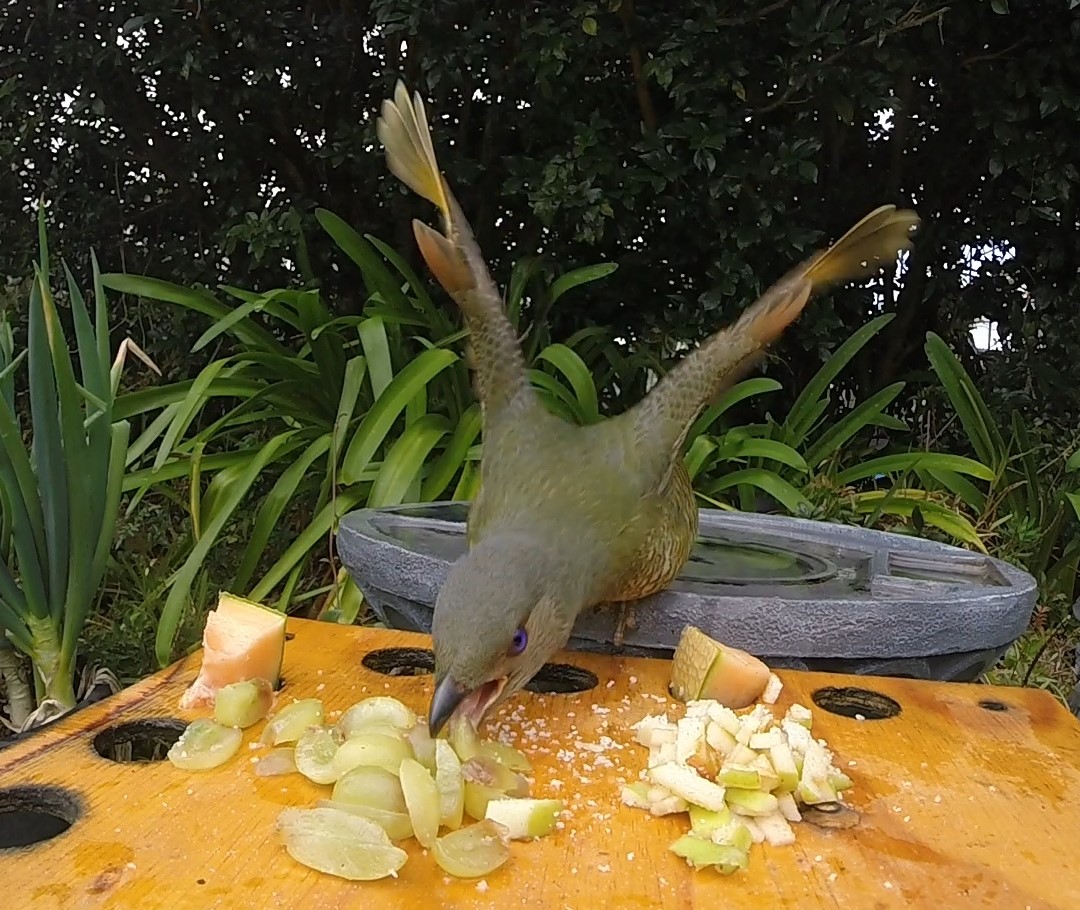 My Burra Family Feeding wild birds. Good or Bad??