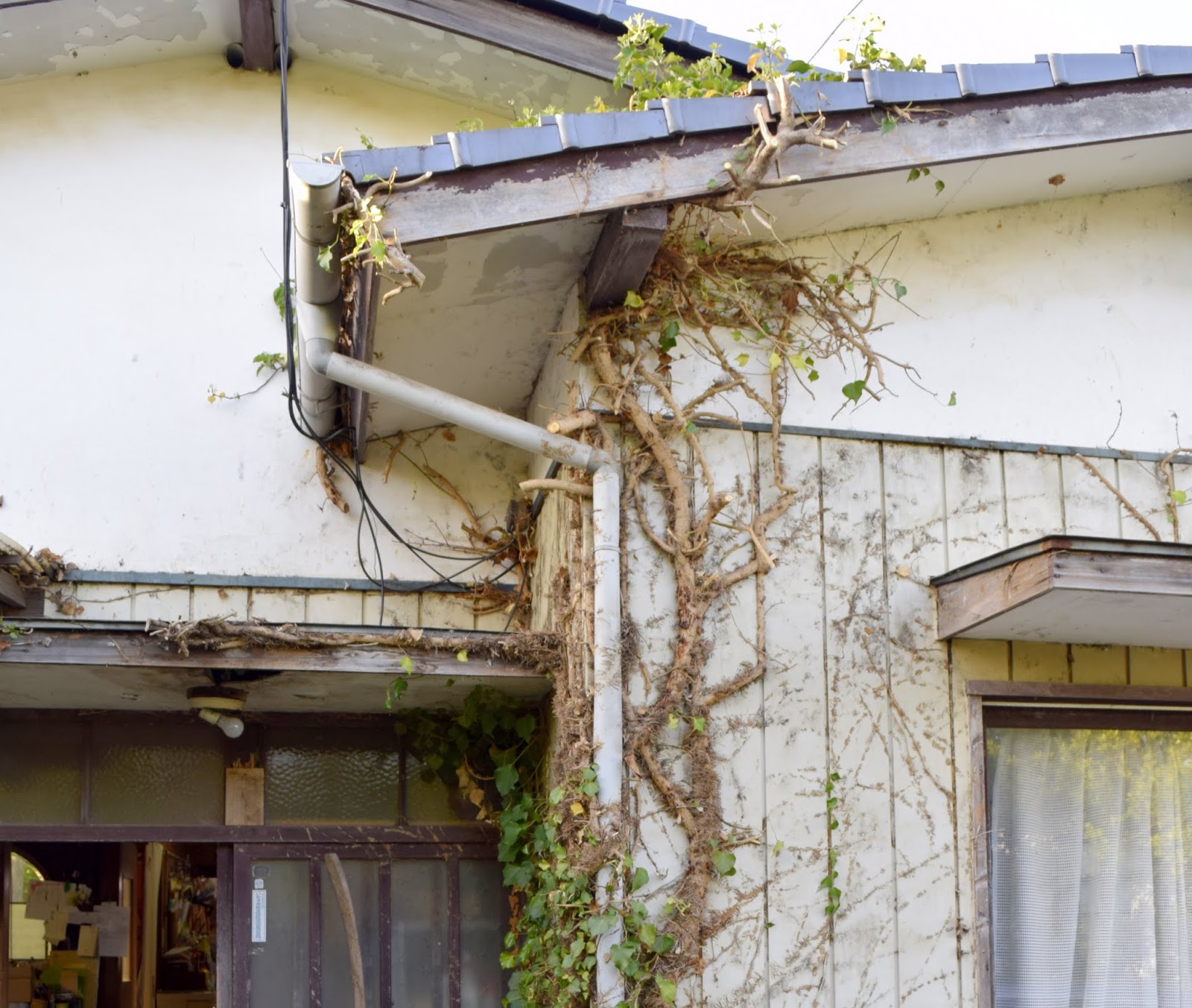 磐城蘭土紀行 ツタの茂る家