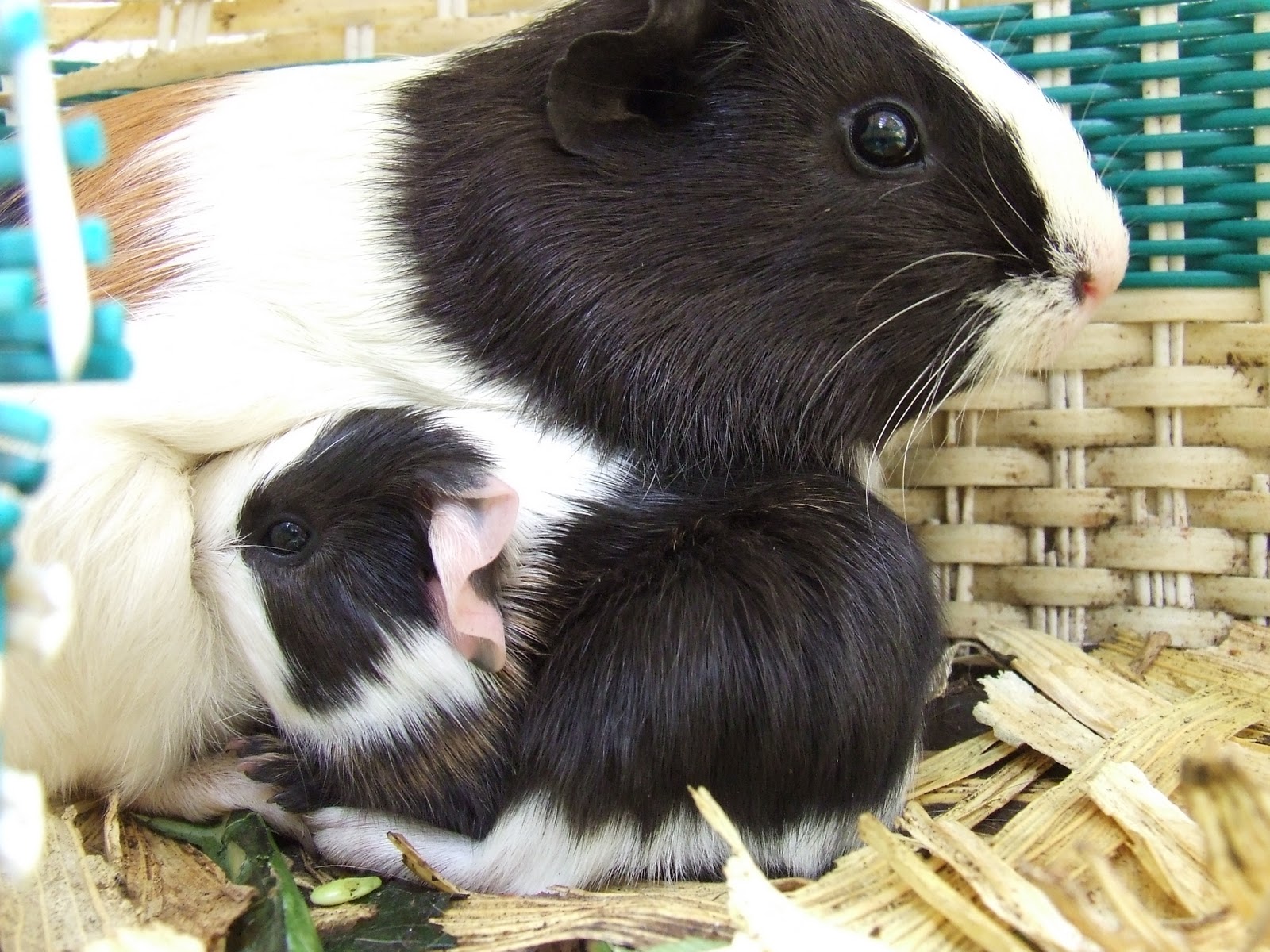 time is for the birds guinea pig fever!