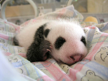 baby animals, cute animals, baby panda