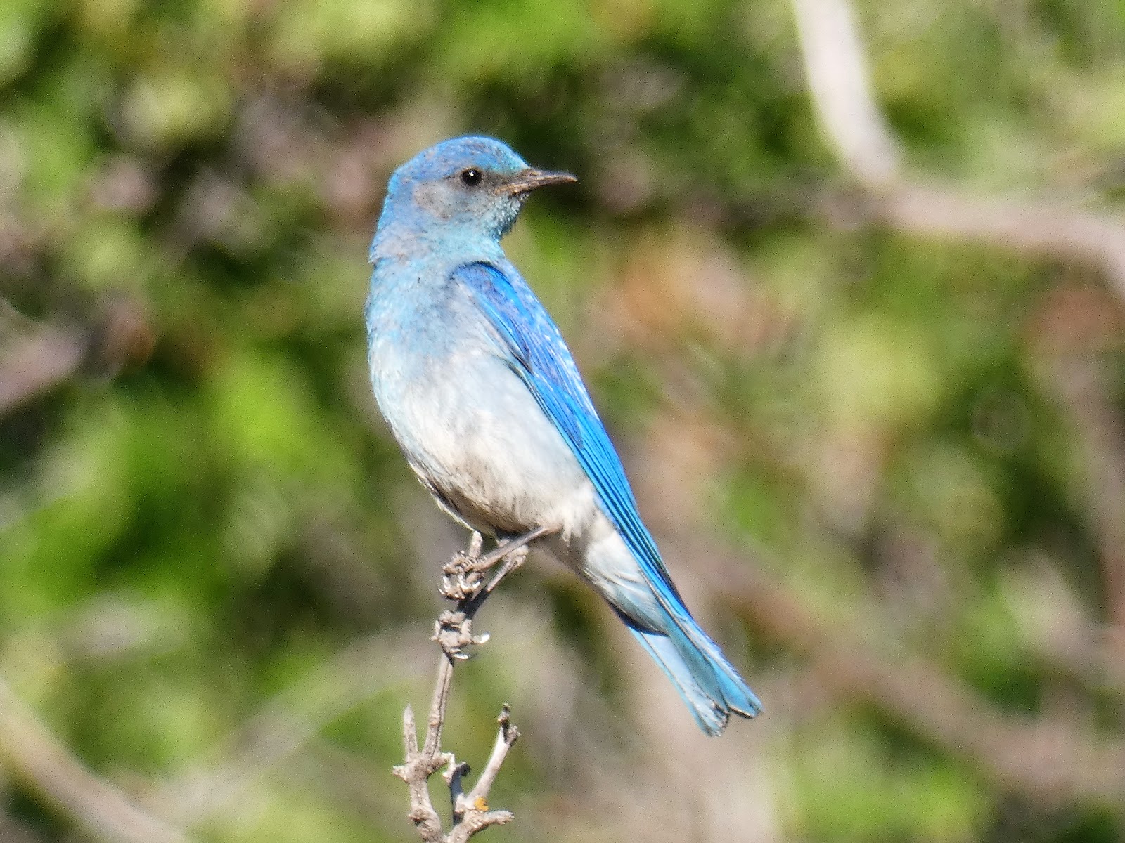 Geotripper's California Birds Mountain Bluebirds at Mesa Verde