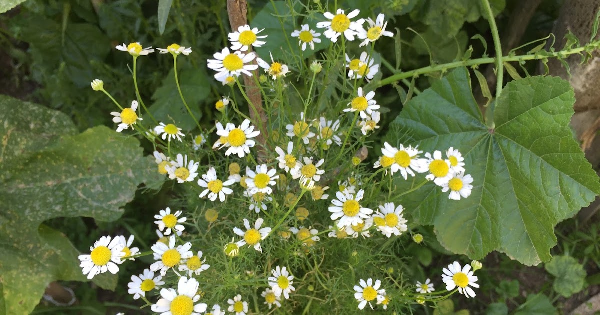 How to Grow Chamomile HOME AND GARDEN