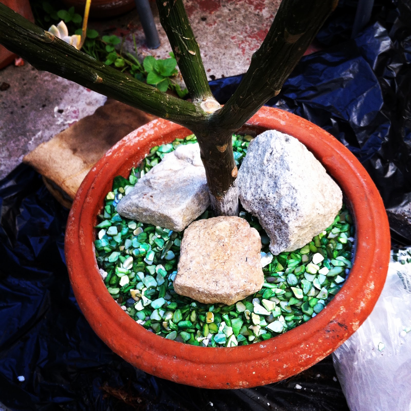 Avanti Cafe Musings: Rooting Plumeria/Frangipani From Stalk Cuttings