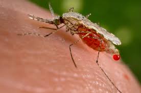 folletos sobre diabetes de baja alfabetización mosca española folletos sobre diabetes de baja alfabetización mosca española