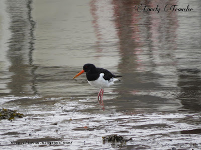 Eurasian oystercatcher - Haematopus ostralegus