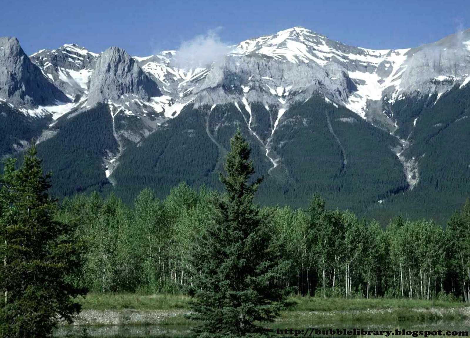 B u B b L e L i B R A R Y Why don't trees grow on mountain tops?