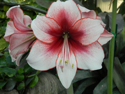 Temptation amaryllis hippeastrum Allan Gardens Conservatory Christmas Flower Show 2012 by garden muses-not another Toronto gardening blog