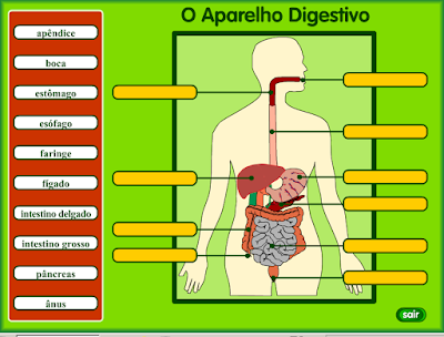 http://websmed.portoalegre.rs.gov.br/escolas/obino/cruzadas1/corpo/leg_digestivo.swf