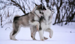 winter animal cute wallpapers hd