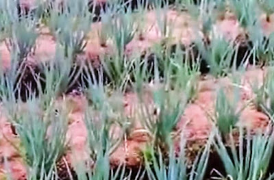 gambar bawang daun siap panen Budidaya daun bawang