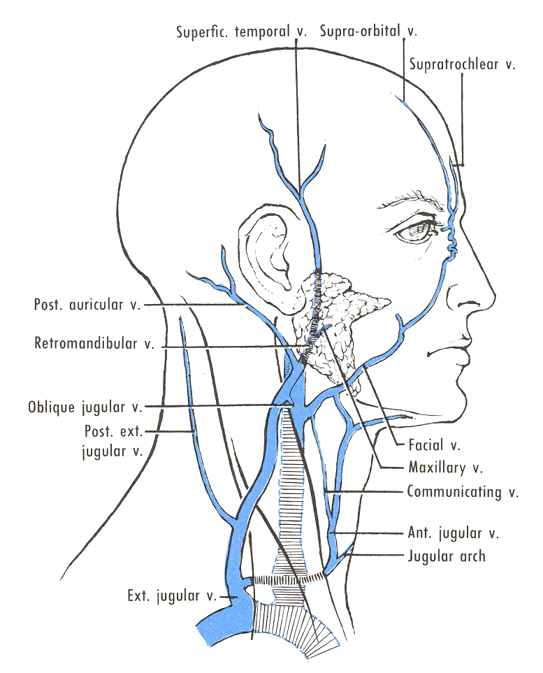 Pedi cardiology Anatomy External Jugular Vein