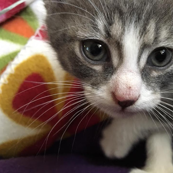 Kass Donny'st Loki'ks