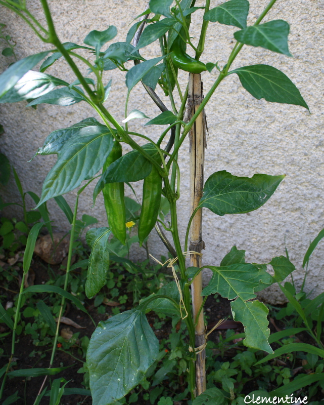 Peut On Manger Les Tomates Piquées Par Les Punaises