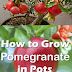 How to Grow Pomegranate Tree in Pot.. Pomegranate is one of the nicest fruit trees..