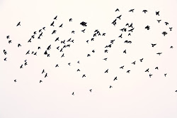 when birds fly in unison 5