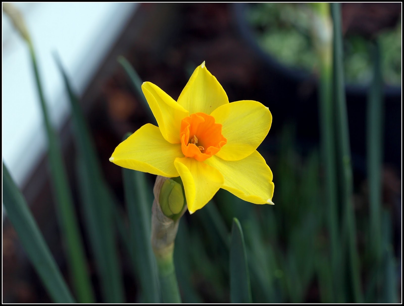 Mark's Veg Plot It's Daffodil time again